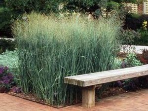 Proso rózgowate (Panicum virgatum) Heavy Metal zdjęcie 6
