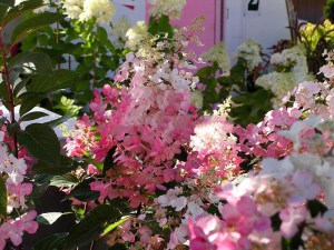 Hortensja bukietowa (Hydrangea) Pinky Winky c3 zdjęcie 6