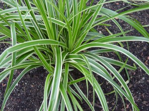 Trawa turzyca Morrowa (Carex morrowii) Ice Dance zdjęcie 5