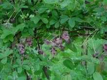 Akebia pięciolistkowa, czekoladowe wino - pnącze ogrodowe zdjęcie 6