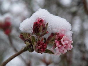 Kalina bodneńska (Viburnum bodnanense) Dawn zdjęcie 7