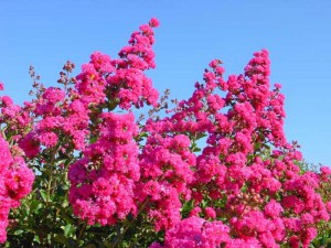 Lagerstremia indyjska (Lagerostroemia indica) zdjęcie 7