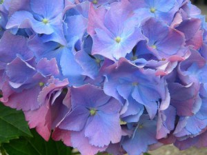 Hortensja ogrodowa (Hydrangea) Renate Steiniger c1 zdjęcie 4