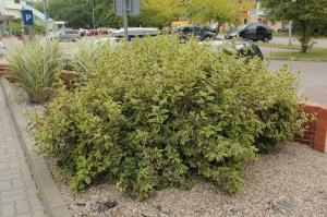 Krzewuszka (Weigela) Variegata c3 zdjęcie 6