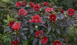 Hibiskus bylinowy (Hibiscus moscheutos) Carousel Giant Red zdjęcie 6