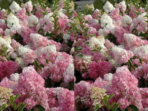 Hortensja Vanille Fraise na pniu, Hortensja Renhy c3 zdjęcie 6