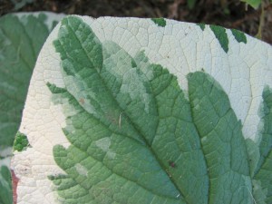 Brunera wielkolistna (Brunnera macrophylla) Variegata zdjęcie 7