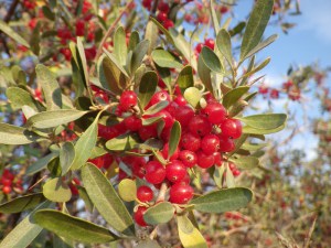 Szeferdia srebrzysta (Shepherdia argentea) c2 zdjęcie 7