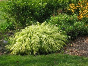 Trawa bambusowa (Hakonechloa) Aureola zdjęcie 6
