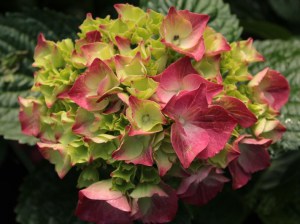 Hortensja ogrodowa (Hydrangea) Glowing Embers c2 zdjęcie 7
