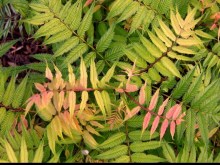 Tawlina jarzębolistna (Sorbaria sorbifolia) Sem c2 zdjęcie 3