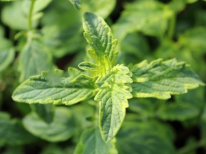 Barbula (Caryopteris) Summer Sorbet 6