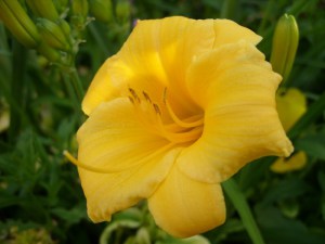 Liliowiec (Hemerocallis) Stella Doro zdjęcie 7