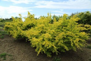 Klon Shirasawy (Acer shirasawum) Jordan c3 zdjęcie 3
