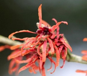 Oczar czerwony (Hamamelis intermedia) Diane c2 zdjęcie 2
