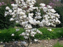 Magnolia pośrednia (Magnolia soulangeana) Alba Superba c12 zdjęcie 6