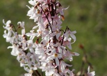 Abeliofylum koreańskie (Abeliophyllum distichum) zdjęcie 6