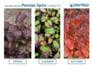 Parocja perska (Parrotia persica) Persian Spire zdjęcie 7