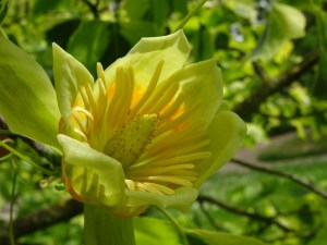 Tulipanowiec amerykański (Lirodendron tulipifera) Aureomarginatum c4 zdjęcie 7