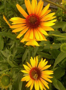 Jeżówka purpurowa (Echinacea) Big Kahuna zdjęcie 6