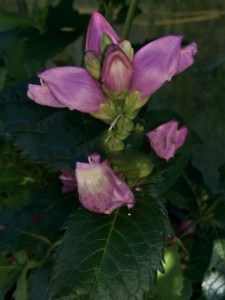 Żółwik ukośny (Chelone obliqua) różowy zdjęcie 6
