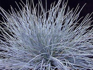Kostrzewa Sina (Festuca glauca) Niebieska Trawa zdjęcie 4