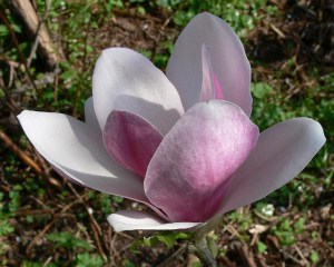Magnolia Fragrant Cloud c3 zdjęcie 7