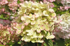 Hortensja bukietowa Pastelgreen Hydrangea c5 zdjęcie 6