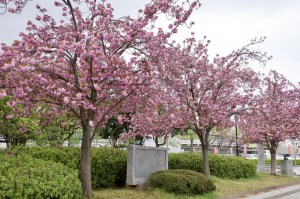 Wiśnia piłkowana (Prunus serrulata) Kanzan c1,5 zddjęcie 7
