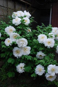 Piwonia drzewiasta (Paeonia suffruticosa) odm. chińska biała zdjęcie 6