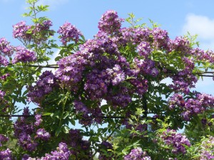 Róża pnąca fioletowo-biała Veilchenblau c2 zdjęcie 7