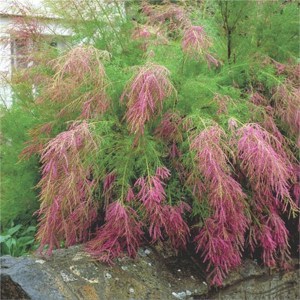 Tamaryszek rozgałęziony (Tamarix ramosissima) Rubra c2 zdjęcie 6