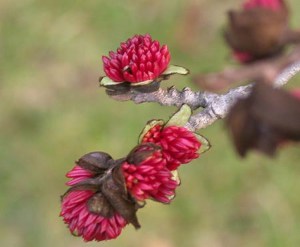 Parocja perska (Parrotia persica) sadzonka zdjęcie 8