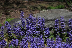 Dąbrówka rozłogowa (Ajuga reptans) zdjęcie 6