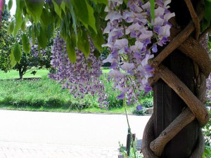 Glicynia, Wisteria formosa Issai (synonim Domino) zdjęcie 6