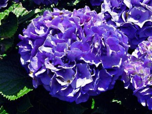 Hortensja ogrodowa niebieska (Hydrangea macrophylla) Nikko Blue zdjęcie 7