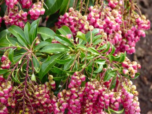 Pieris japoński (Pieris japonica) Passion c2 zdjęcie 2