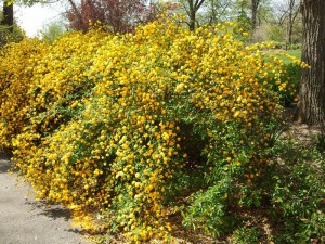Złotlin japoński (Kerria japponica) Pleniflora zdjęcie 6