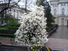 Magnolia gwiaździsta biała (Magnolia stellata) c2 zdjęcie 6