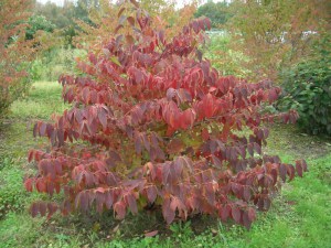 Kalina japońska (Viburnum plicatum) Mariesii c2 zdjęcie 7