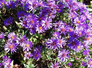 Aster krzaczasty (Aster dumosus) Purple Dome zdjęcie 7