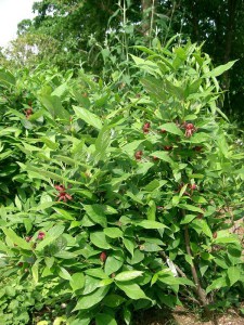 Kielichowiec wonny (Calycanthus floridus) c2 zdjęcie 6