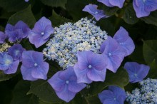 Hortensja ogrodowa (Hydrangea) Blaumeise zdjęcie 7