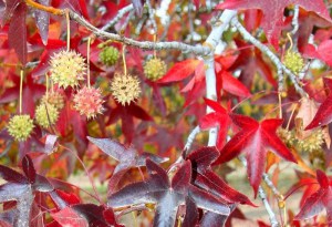 Ambrowiec amerykański (Liquidambar) Worplesdon c4 zdjęcie 7
