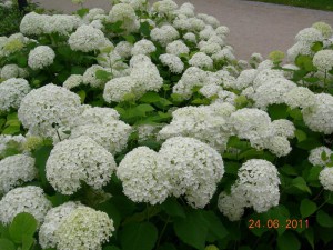 Hortensja drzewiasta (Hydrangea arbor.) Annabelle c3 zdjęcie 7