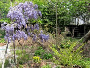  Glicynia chińska (Wisteria chinensis) Blue Sapphire zdjęcie 7