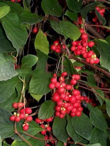 Cytryniec chiński (Schisandra chinensis) Sadova Nr 1 zdjęcie 6