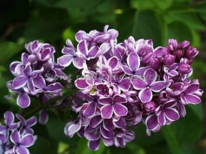 Bez - lilak (Syringa) Sensation c3 zdjęcie 7