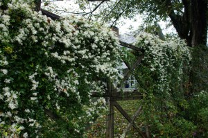 Powojnik jesienny (Clematis terniflora) Early Snow c2 zdjęcie 5
