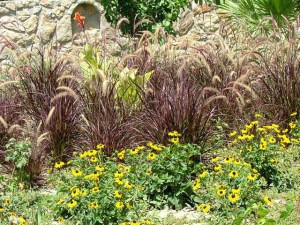 Rozplenica szczotkowata (Pennisetum sataceum) Rubrum zdjęcie 7